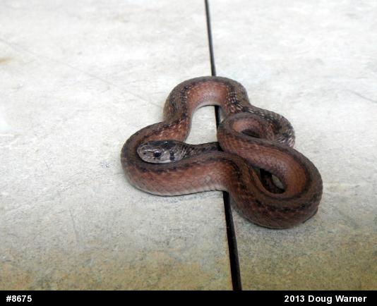 Dekay's Brownsnake
