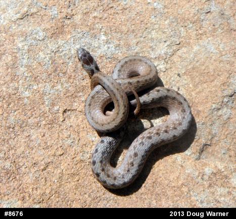 Dekay's Brownsnake