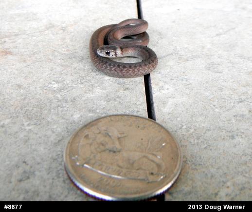 Dekay's Brownsnake