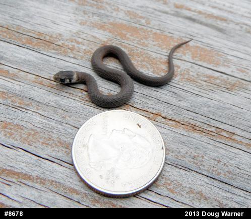 Dekay's Brownsnake