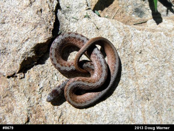 Dekay's Brownsnake