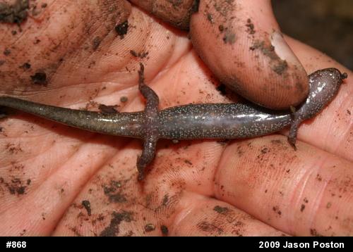 Northern Dusky Salamander