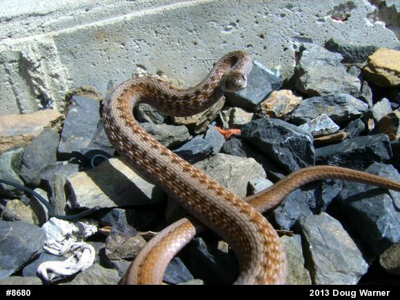 Dekay's Brownsnake