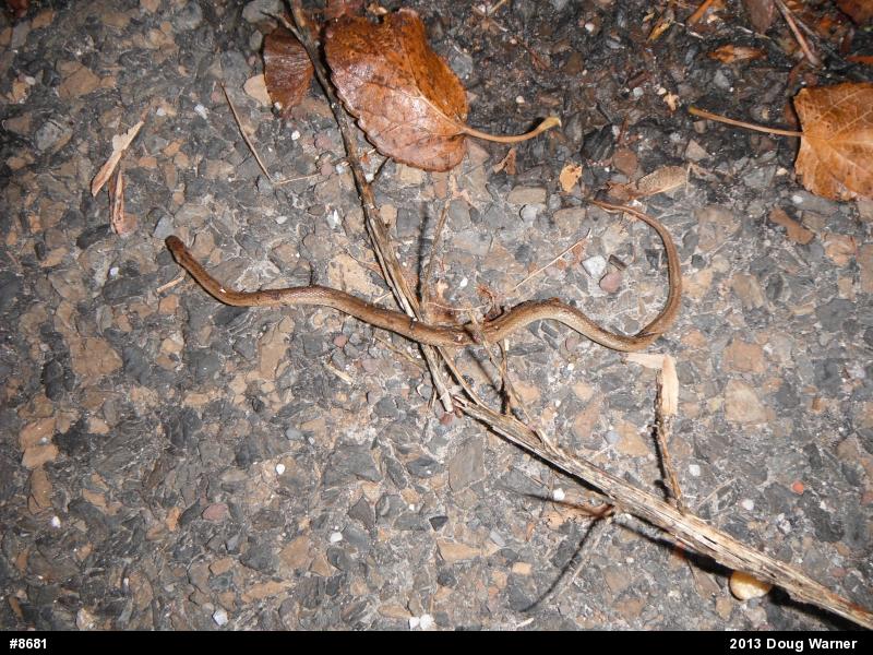 Dekay's Brownsnake