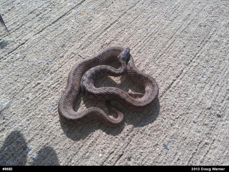 Dekay's Brownsnake