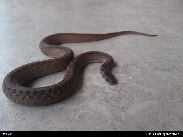 Dekay's Brownsnake