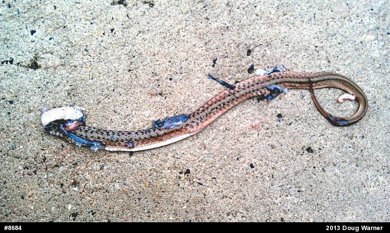 Dekay's Brownsnake