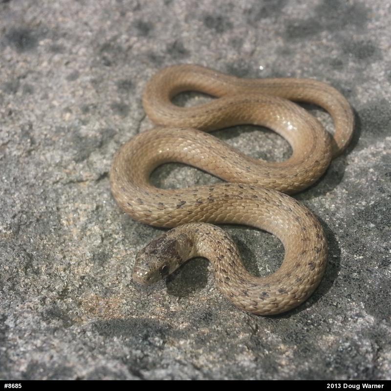 Dekay's Brownsnake