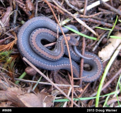 Red-bellied Snake