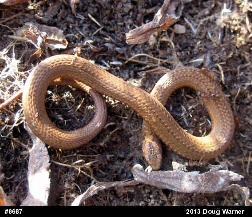Red-bellied Snake