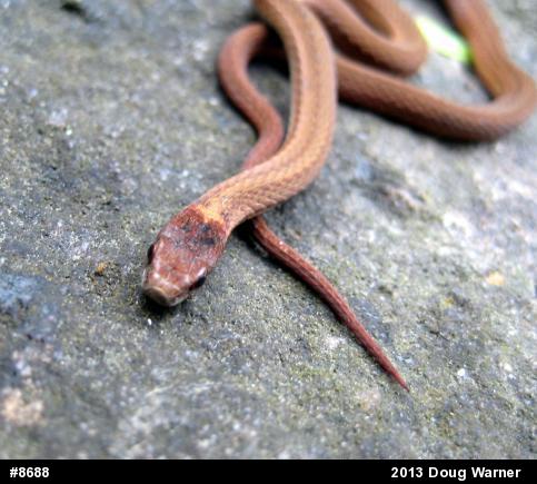 Red-bellied Snake