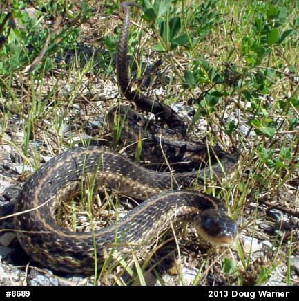 Eastern Gartersnake