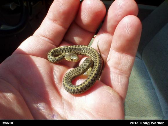 Eastern Gartersnake