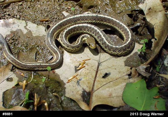 Eastern Gartersnake