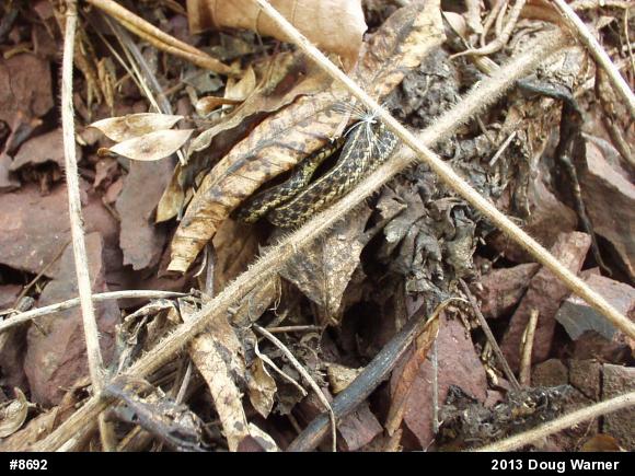 Eastern Gartersnake
