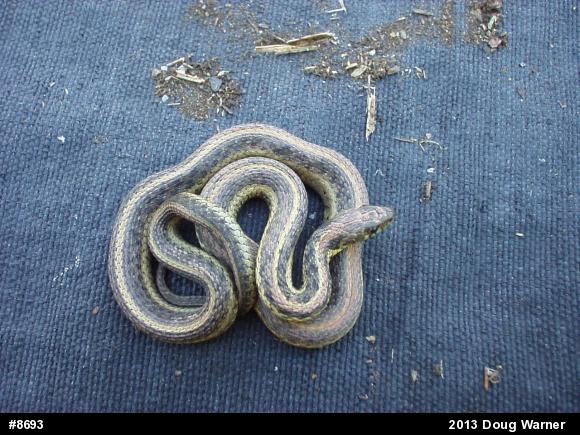 Eastern Gartersnake
