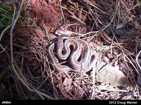 Eastern Gartersnake