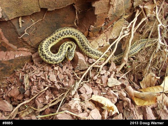 Eastern Gartersnake