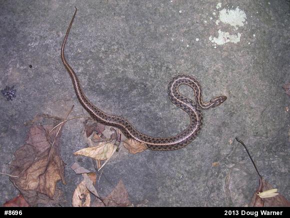 Eastern Gartersnake