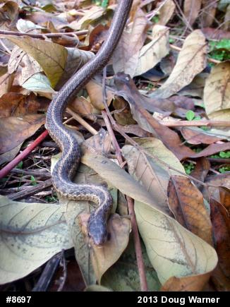Eastern Gartersnake