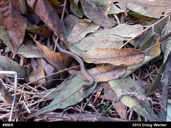 Eastern Gartersnake