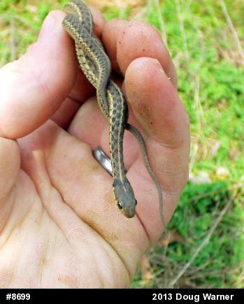 Eastern Gartersnake