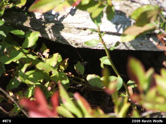 Timber Rattlesnake