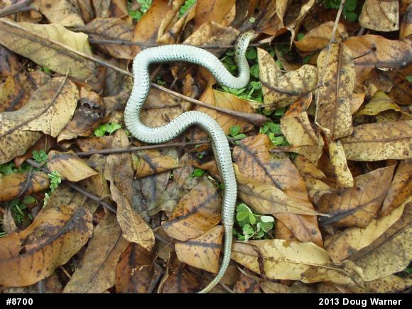 Eastern Gartersnake