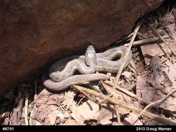 Eastern Gartersnake