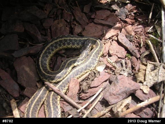 Eastern Gartersnake