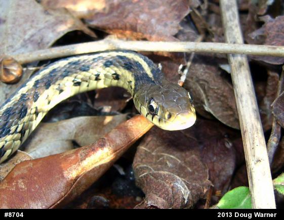 Eastern Gartersnake