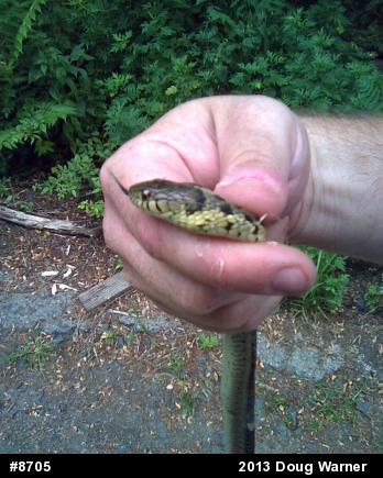 Eastern Gartersnake
