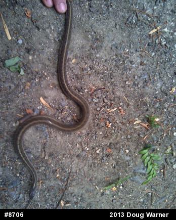 Eastern Gartersnake