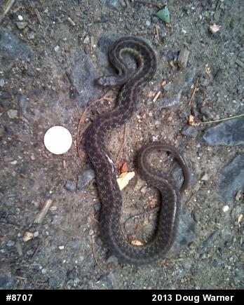 Eastern Gartersnake