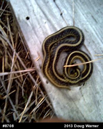 Eastern Gartersnake