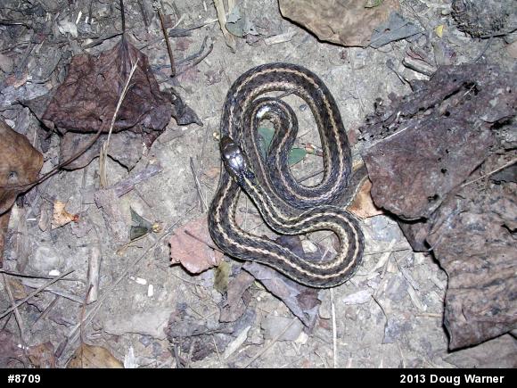 Eastern Gartersnake