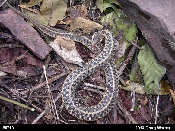 Eastern Gartersnake
