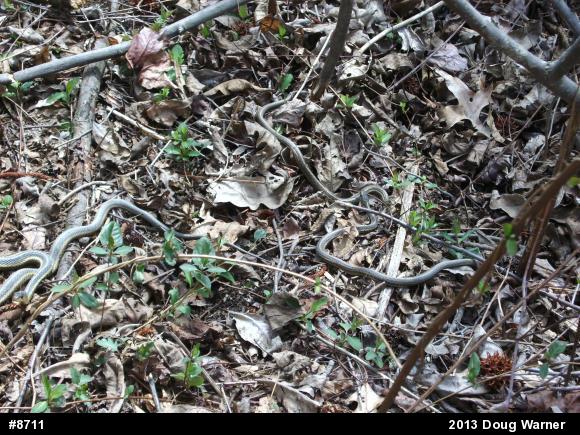 Eastern Gartersnake