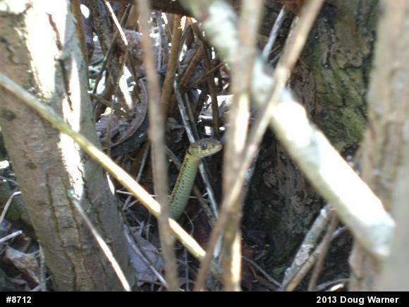 Eastern Gartersnake