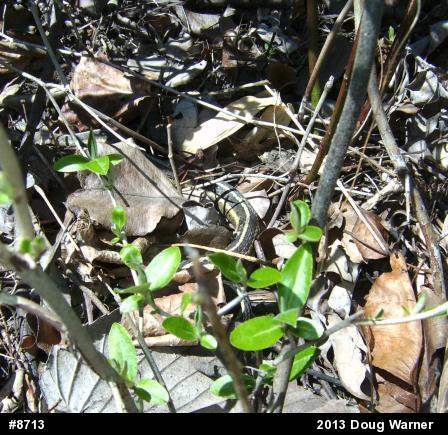 Eastern Gartersnake