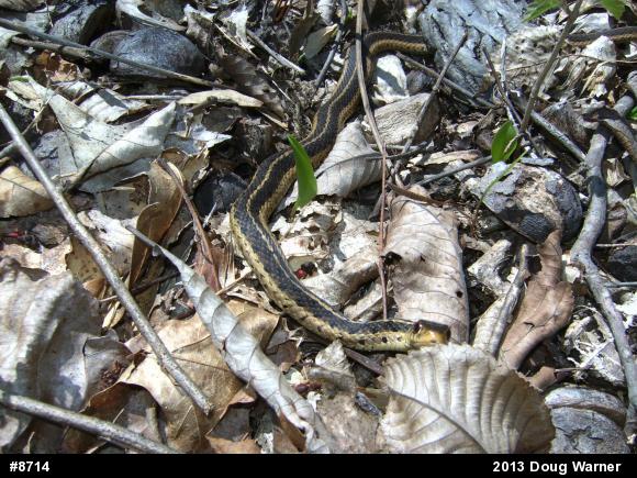 Eastern Gartersnake