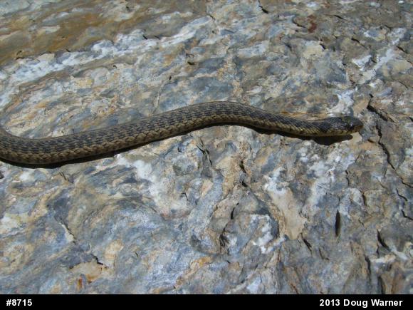 Eastern Gartersnake