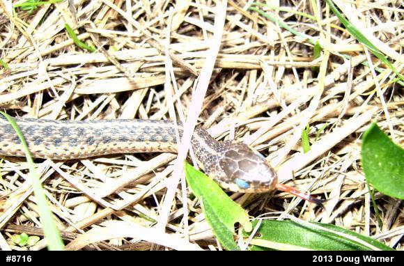 Eastern Gartersnake