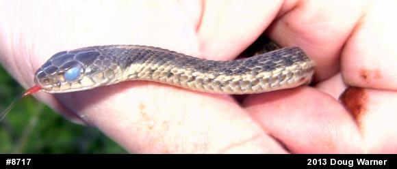 Eastern Gartersnake