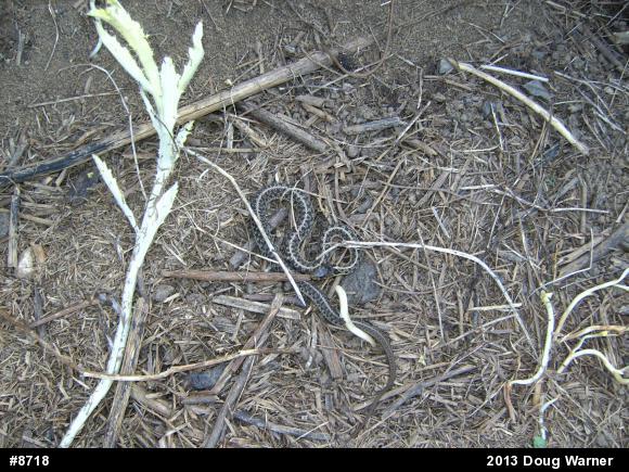 Eastern Gartersnake