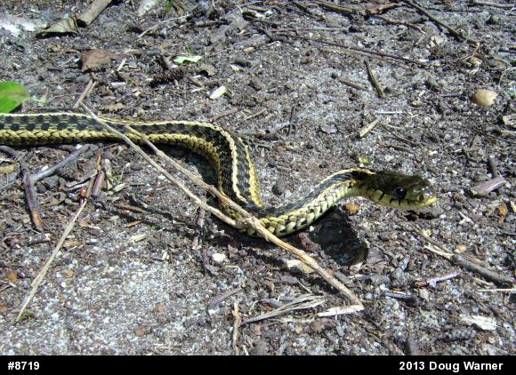 Eastern Gartersnake