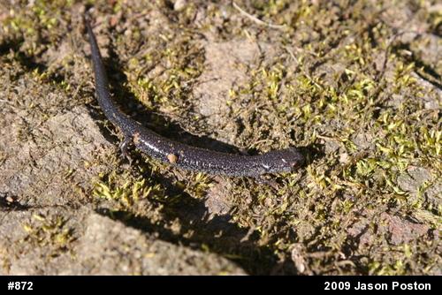 Northern Ravine Salamander