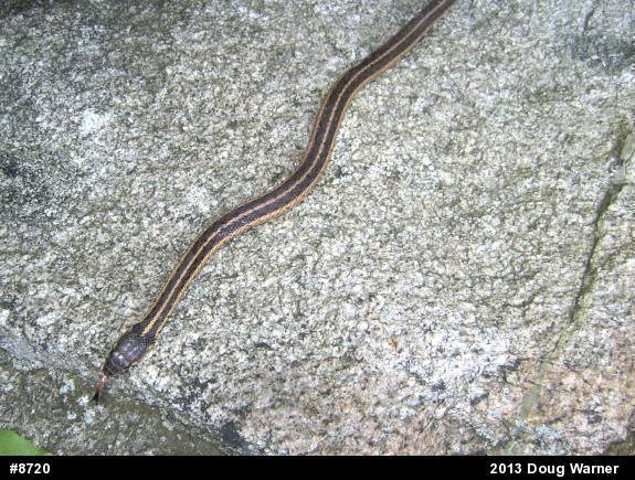 Eastern Gartersnake
