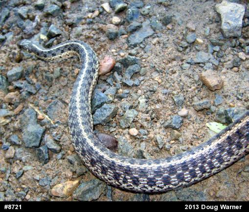Eastern Gartersnake