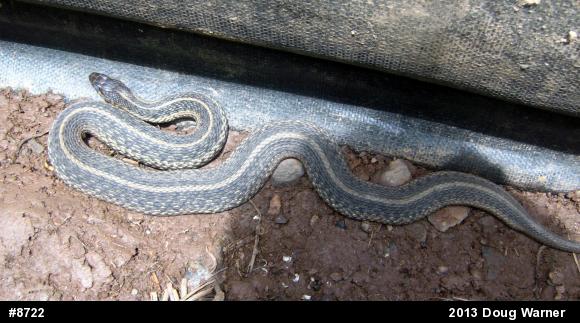 Eastern Gartersnake